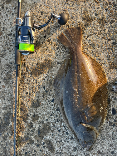 ヒラメの釣果