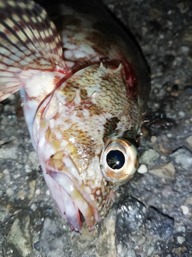 カサゴの釣果