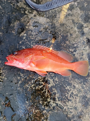 アカハタの釣果