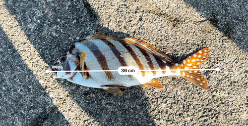 タカノハダイの釣果