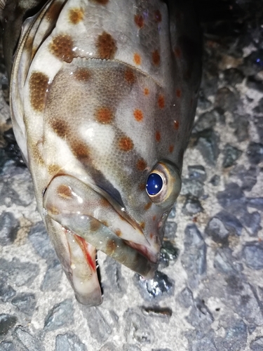 チャイロマルハタの釣果