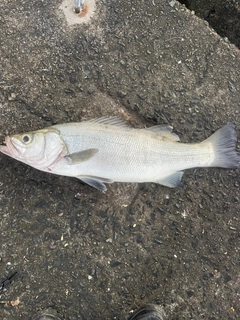 ヒラスズキの釣果