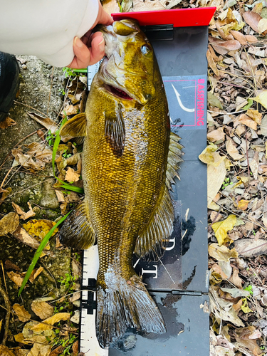 スモールマウスバスの釣果