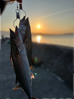 サゴシの釣果