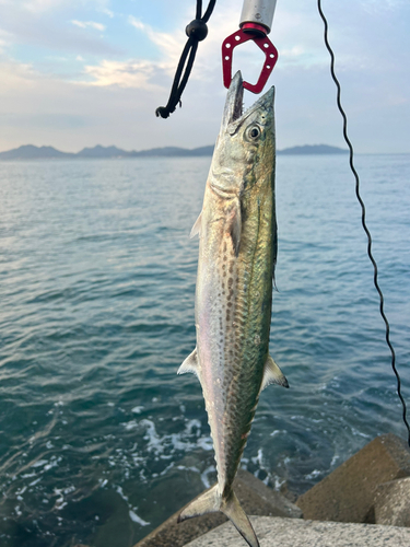 サゴシの釣果