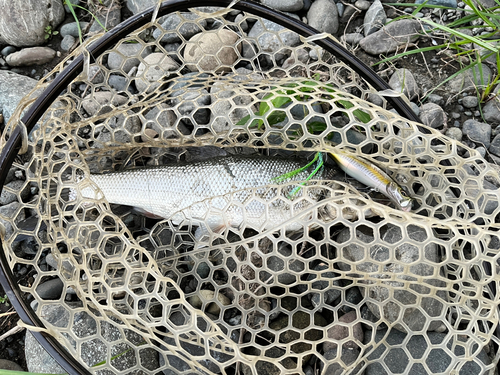 ウグイの釣果