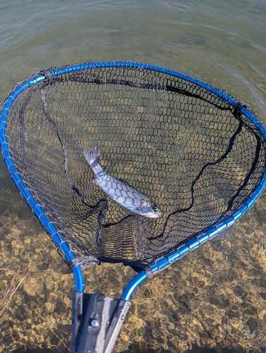 ニジマスの釣果