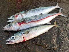 サゴシの釣果