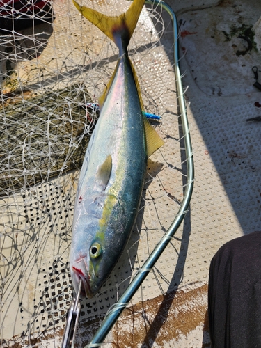 ワラサの釣果