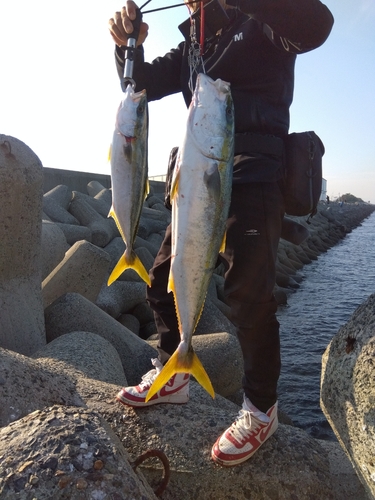 ブリの釣果