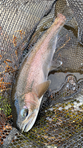 ニジマスの釣果