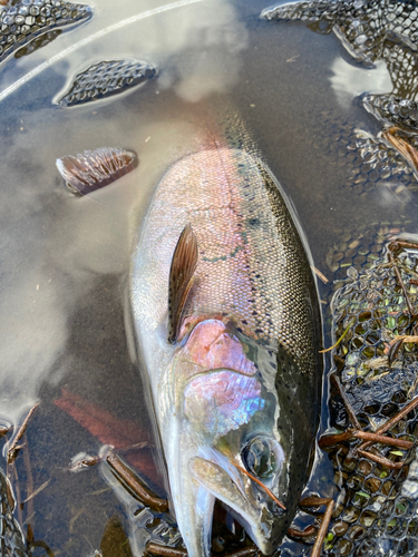 ニジマスの釣果