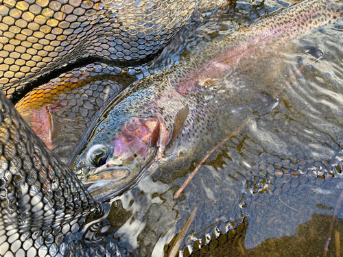 ニジマスの釣果