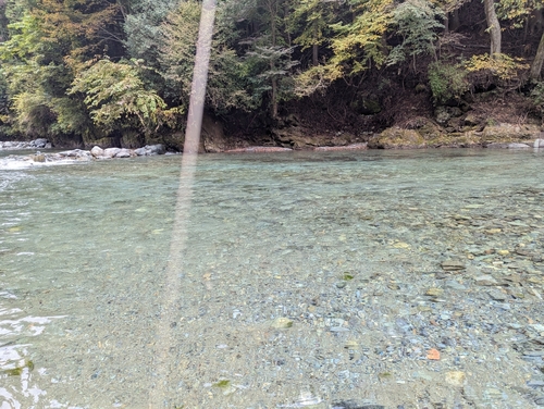 イワナの釣果