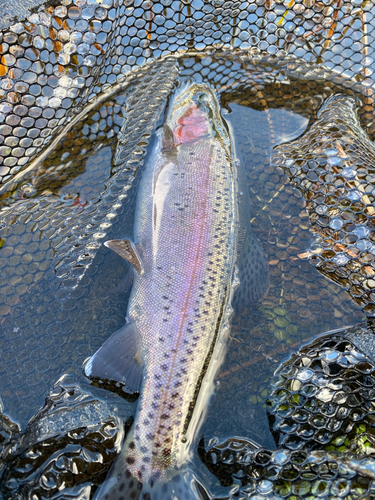 ニジマスの釣果