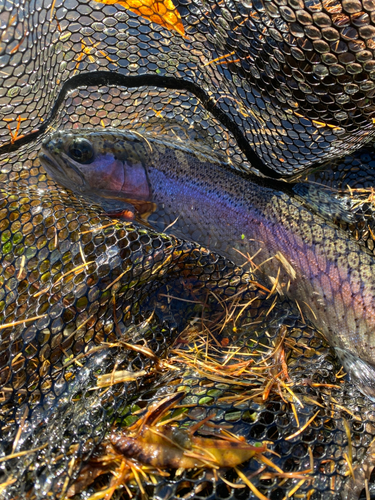 ニジマスの釣果