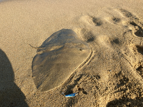 エイの釣果