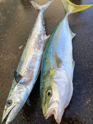 サゴシの釣果