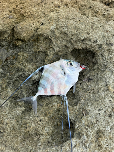 イトヒキアジの釣果