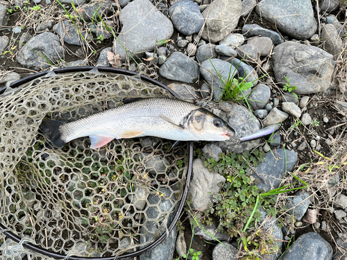 ウグイの釣果