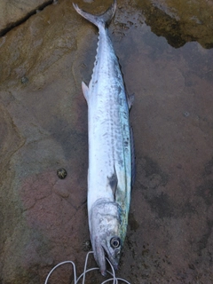 サゴシの釣果