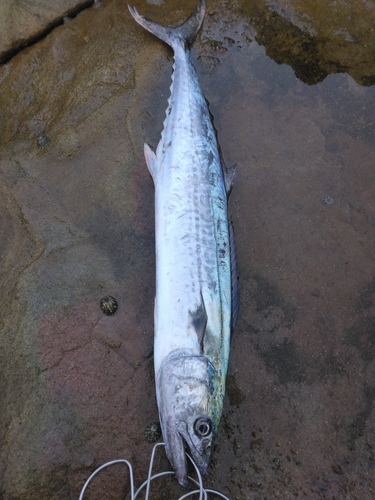 サゴシの釣果