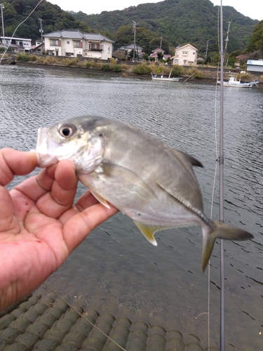 メッキの釣果