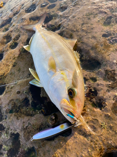 ショゴの釣果