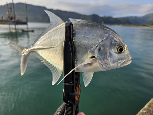 ロウニンアジの釣果