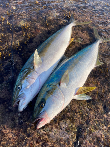 ヒラマサの釣果