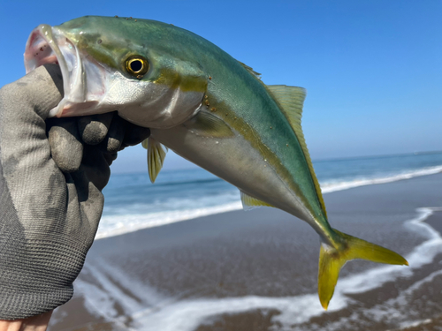 フクラギの釣果