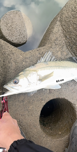 シーバスの釣果