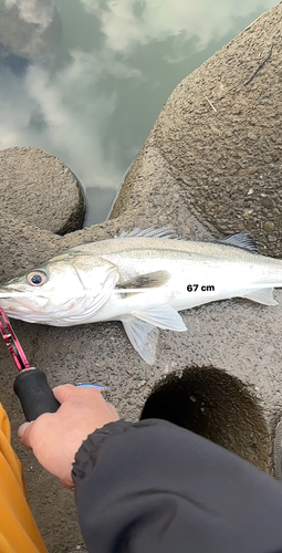 シーバスの釣果