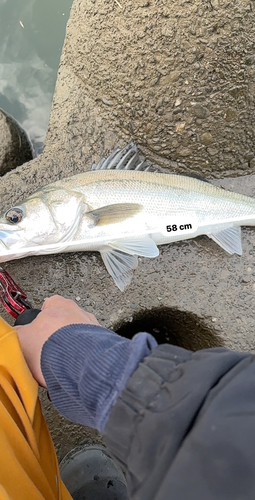 シーバスの釣果