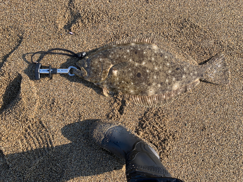 ヒラメの釣果