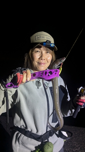 アナゴの釣果