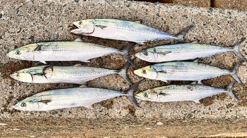 サゴシの釣果