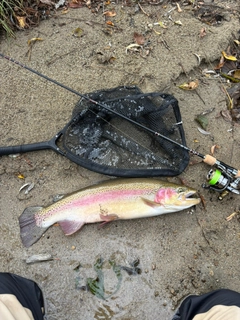 ニジマスの釣果