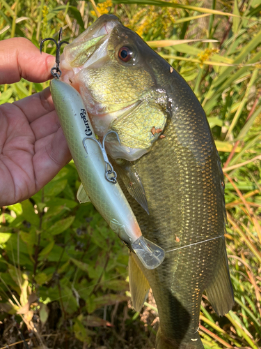 ラージマウスバスの釣果