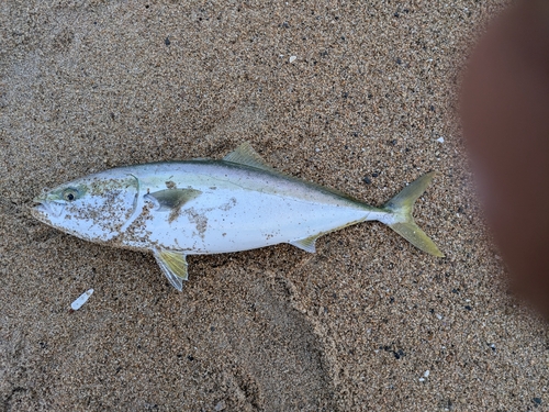 ワラサの釣果