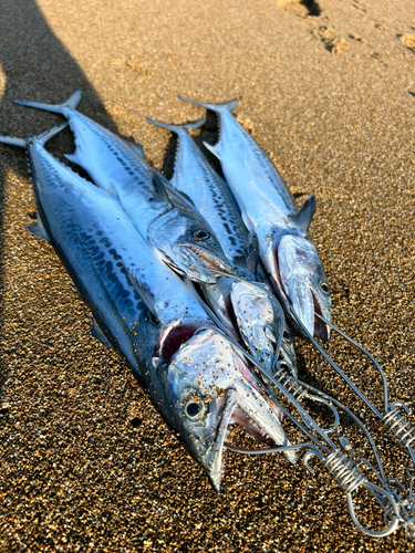 サゴシの釣果