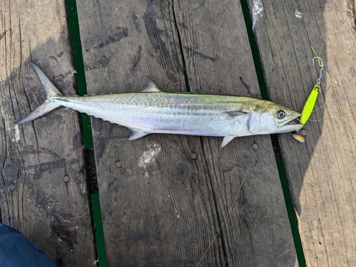 サゴシの釣果