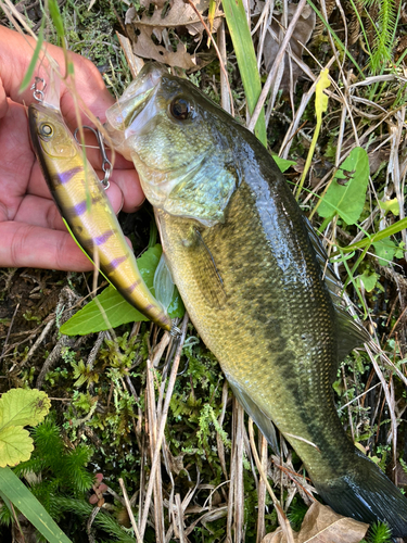 ラージマウスバスの釣果