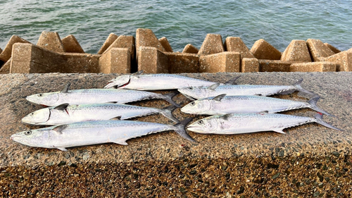 サゴシの釣果