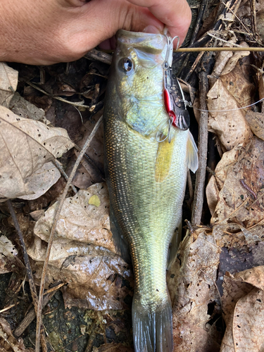 ラージマウスバスの釣果