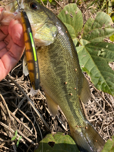 ラージマウスバスの釣果