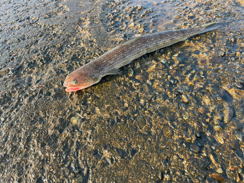 エソの釣果