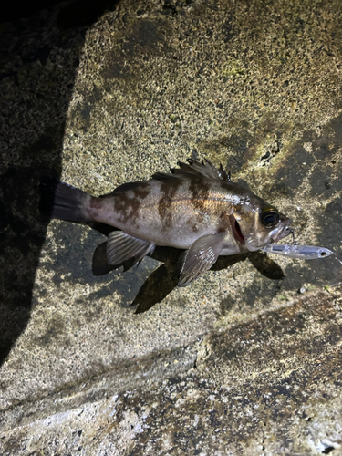 メバルの釣果