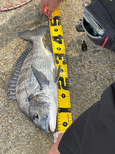 クロダイの釣果