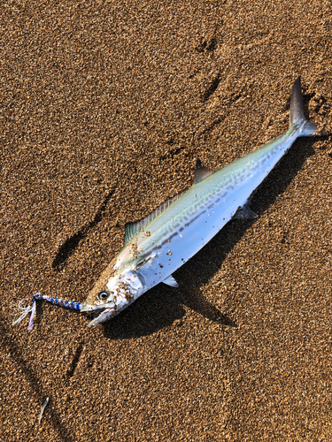 サゴシの釣果